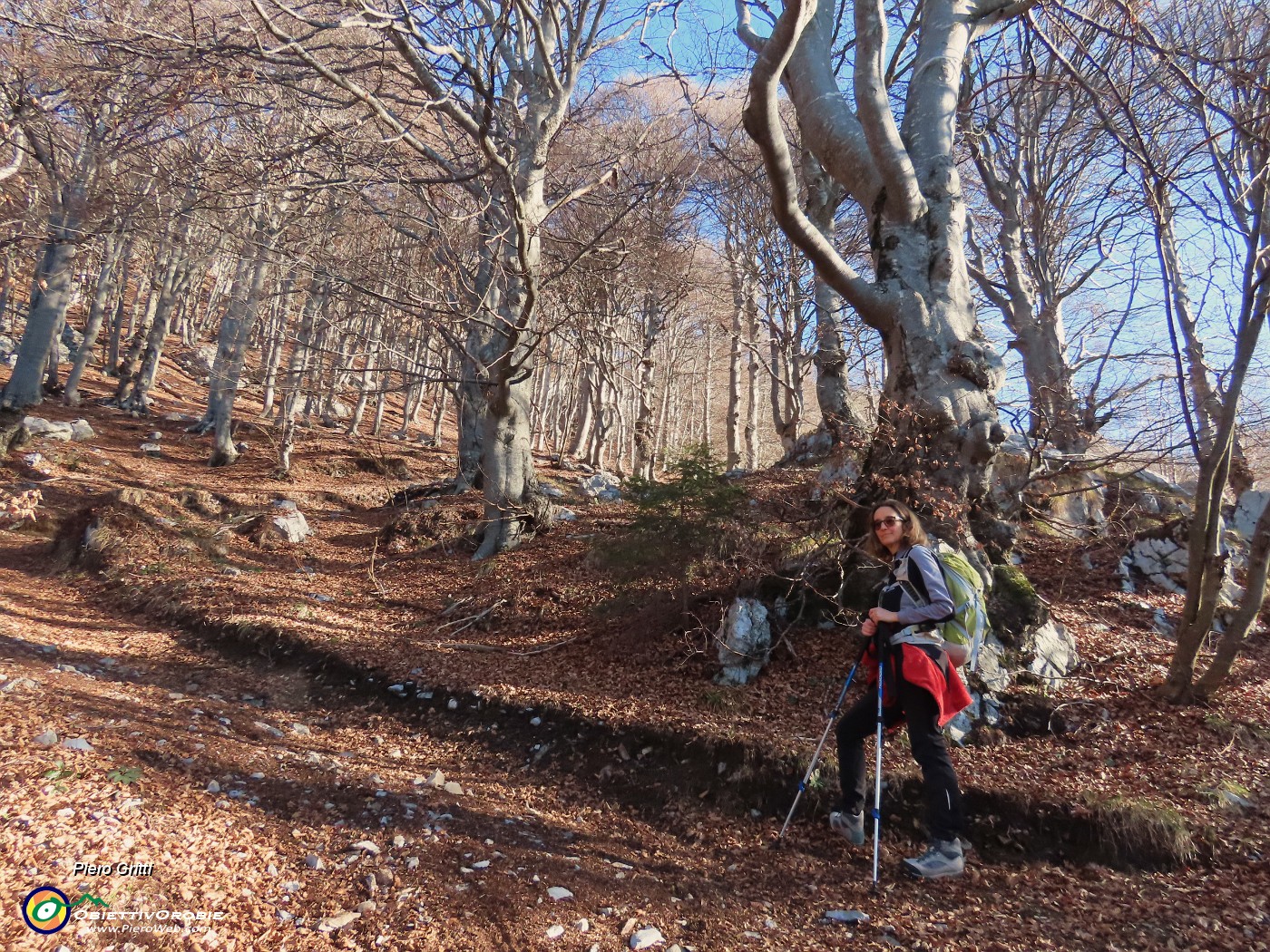 22 Il sent. 579 sale nel bosco di prevalente faggeta.JPG